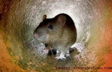 Cegah Kedatangan Tikus, Cegah Leptospirosis